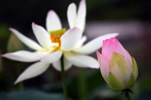 Lotus: the lady of all flowers 