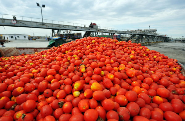 Tomato harvest season comes to Xinjiang