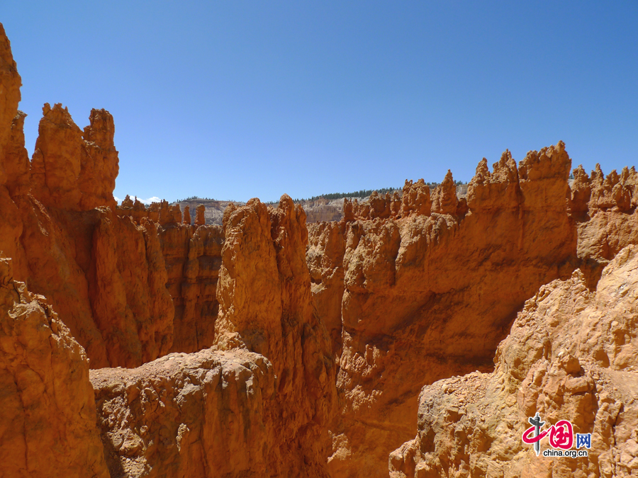 Located in southwestern Utah in the US, Bryce Canyon National Park is not a canyon but a giant natural amphitheater created by erosion along the eastern side of the Paunsaugunt Plateau. It is distinctive for its geological structures called hoodoos, formed by wind, water, and ice erosion of the river and lake bed sedimentary rocks.[Photo by Xu Lin / China.org.cn]