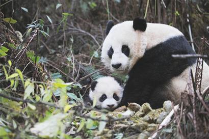 Giant panda Tao Tao and his mother Cao Cao. [sohu.com] 