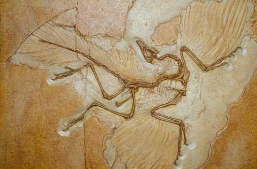 Chinese paleontologists have discovered that archaeopteryx belongs to deinonychosauria, a clade of theropod, instead of the ancestor of birds.