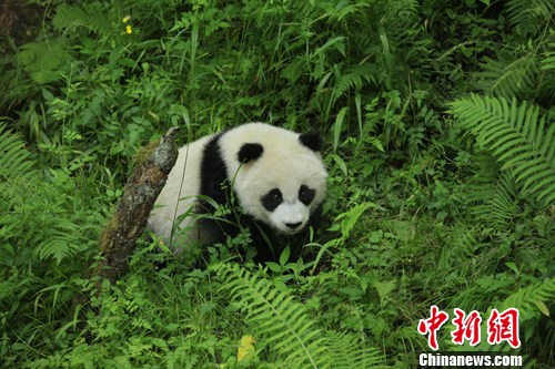 Giant panda Tao Tao, the world's first panda who was born in a near-wild environment by his captive-bred mother, greets its birthday on August 3, 2011.