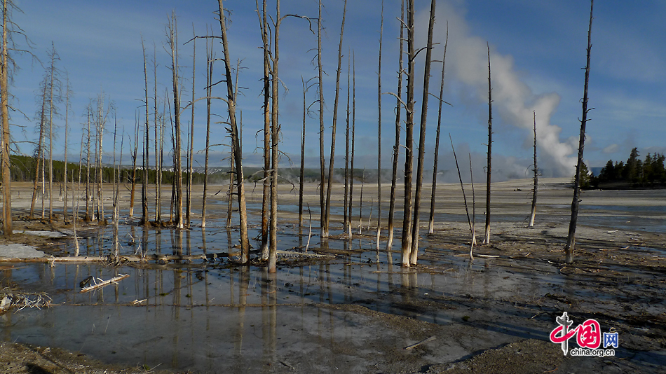 Dead trees at Lower Geyser Basin in Yellowstone National Park, Wyoming, US. As the first national park in the world, Yellowstone National Park is well-known for its wildlife and many geothermal features. [Photo by Xu Lin / China.org.cn]