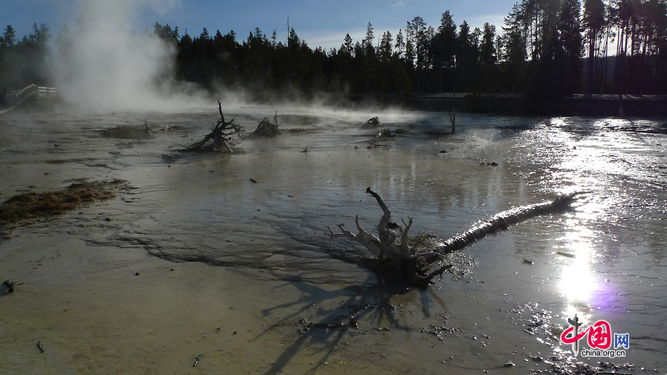 Silex Spring overflows with dead trees at Lower Geyser Basin in Yellowstone National Park, Wyoming, US. As the first national park in the world, Yellowstone National Park is well-known for its wildlife and many geothermal features. [Photo by Xu Lin / China.org.cn]