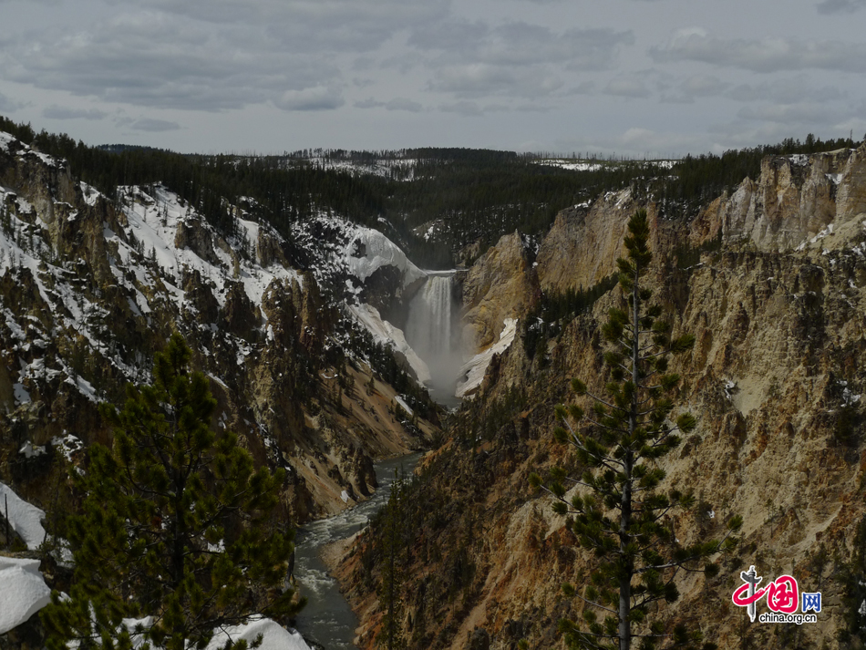 The Grand Canyon of the Yellowstone is the first large canyon on the Yellowstone River downstream from Yellowstone Falls in Yellowstone National Park, Wyoming, US. The canyon is up to 900 feet deep (275 m) and a half mile (0.8 km) in width. As the first national park in the world, Yellowstone National Park is well-known for its wildlife and many geothermal features. [Photo by Xu Lin / China.org.cn]