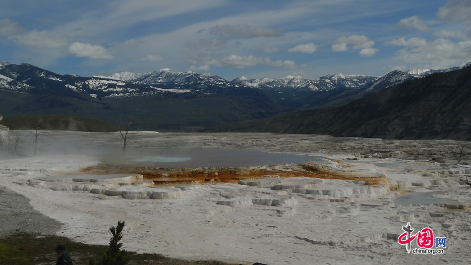 Dead trees in an area of intense deposition of calcium carbonate near Mammoth Hot Springs in Yellowstone National Park, Wyoming, US. As the first national park in the world, Yellowstone National Park is well-known for its wildlife and many geothermal features. [Photo by Xu Lin / China.org.cn]