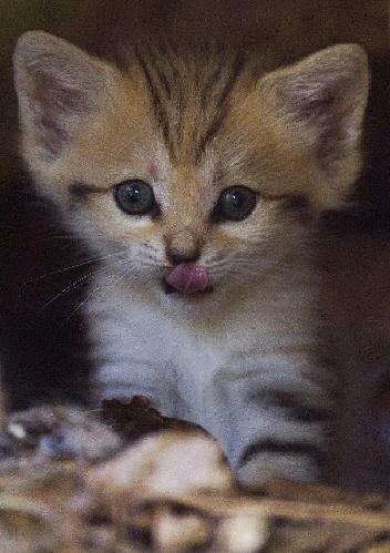 Renana, a 3-week-old sand kitten, is seen at her enclosure in the Ramat Gan Safari near Tel Aviv August 8, 2011. The kitten is the first of the sand cat species, considered extinct in Israel, to be born at the safari park, an open-air zoo, a statement from the safari said. [Xinhua/Reuters]