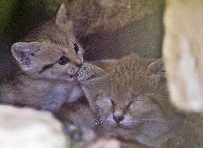 Renana (L), a 3-week-old sand kitten, is seen next to her mother Rotem at the Ramat Gan Safari near Tel Aviv August 8, 2011. The kitten is the first of the sand cat species, considered extinct in Israel, to be born at the safari park, an open-air zoo, a statement from the safari said. [Xinhua/Reuters]
