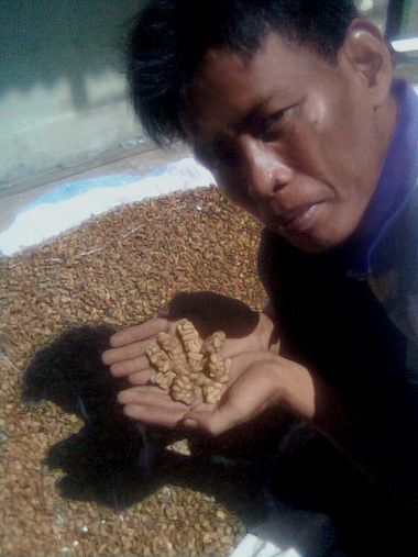 Kopi Luwuk