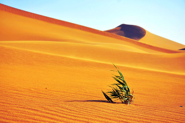 A small cluster of grass grows amid an empowering embrace of sand in the desert of the Ejina Banner. [Photo:CRIENGLISH.com]