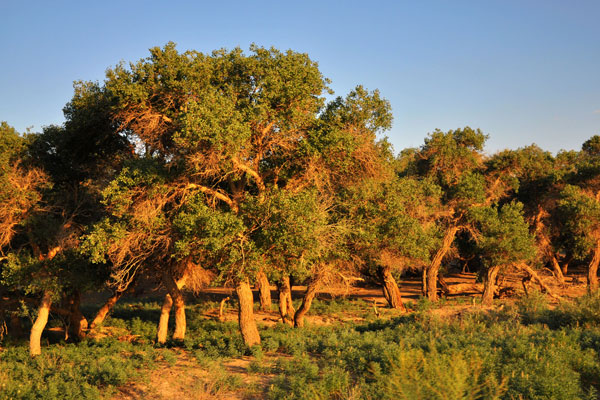 Poplar trees thrive in an oasis in the desert of the Ejina Banner. [Photo:CRIENGLISH.com] 