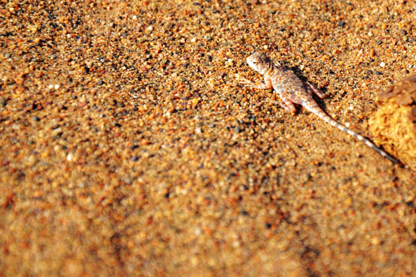 A tiny lizard makes its way through an endless spread of desert. [Photo:CRIENGLISH.com]