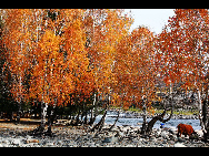 Located within the Kanas Lake scenic area in the north of Xinjiang, Hemu, one of the six most beautiful villages in China, is a rather primitive village. Here, visitors can enjoy the snow mountain, icy lake, grassland and primitive Tuwa minority village whom lived there thousand years.[捌仟里路/bbs.fengniao]