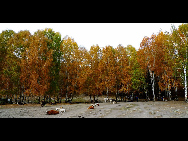 Located within the Kanas Lake scenic area in the north of Xinjiang, Hemu, one of the six most beautiful villages in China, is a rather primitive village. Here, visitors can enjoy the snow mountain, icy lake, grassland and primitive Tuwa minority village whom lived there thousand years.[捌仟里路/bbs.fengniao]