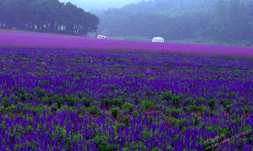 Covering an area of over 5,000 mu (333 ha), Ziyan Lavender Manor, the largest lavender-themed park in China opened to the public on Monday at Magang village in Shenyang, capital of Northeast China's Liaoning Province. Photo: loveziyan.com