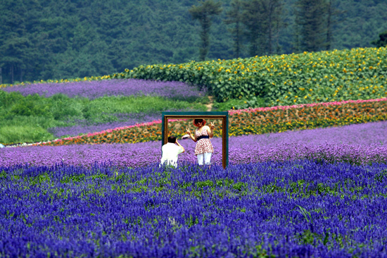 Visitors take a snapshot at Ziyan Lavender Manor, the largest lavender theme park in China, which opened on Monday. Photo: loveziyan.com 