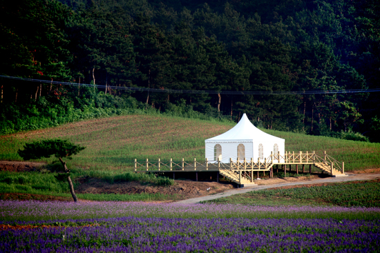 Scene of the Ziyan Lavender Manor. Photo: loveziyan.com 