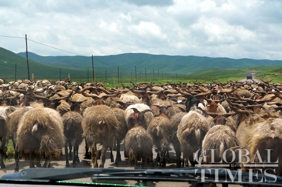Here, sheep have the say. Luqu Prairie, Gansu Province, China. Photo: Xu Jingyi/GT 