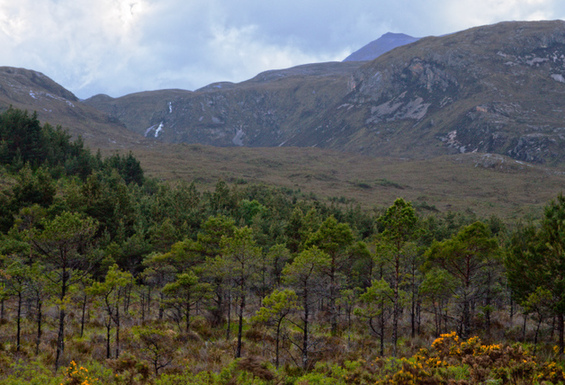 Forest in Scotland. [File photo]