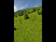 Lingshan Mountain is crowned as the highest mountain on the outskirts of Beijing. The top of the mountain is covered with snow all year round. It has the typical landform of a plateau with gentle slopes. As a matter of fact, July and early August are the spring time for Lingshan, when meadows thrive with green grass and languid white sheep wander across the meadow. It is also surprising to see mountain yaks which are known as the 'boat of the plateau' there. [妞妞她爸/bbs.fengniao]