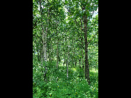 Lingshan Mountain is crowned as the highest mountain on the outskirts of Beijing. The top of the mountain is covered with snow all year round. It has the typical landform of a plateau with gentle slopes. As a matter of fact, July and early August are the spring time for Lingshan, when meadows thrive with green grass and languid white sheep wander across the meadow. It is also surprising to see mountain yaks which are known as the 'boat of the plateau' there. [妞妞她爸/bbs.fengniao] 