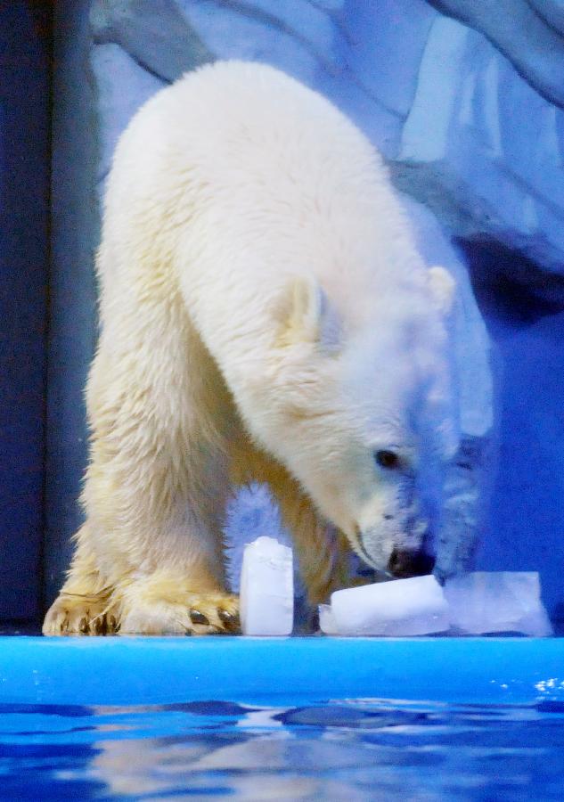 CHINA-SHANDONG-JINAN-POLAR BEAR (CN)