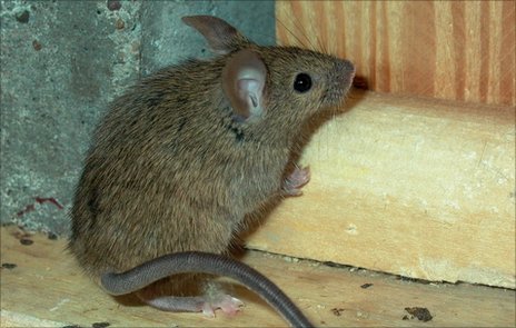 The mice acquired the trait through breeding with an Algerian species.