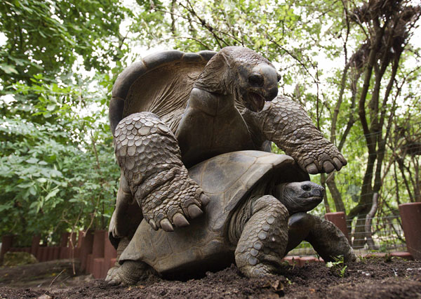 Two Aldabra giant tortoises mate at the Artis Zoo in Amsterdam August 10, 2011. [Xinhua/Reuters]