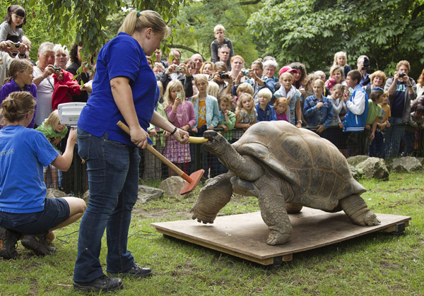 A zookeeper lures an Aldabra giant tortoise onto a scale at the Artis Zoo in Amsterdam August 10, 2011. The tortoises are weighed every two years to check their health.(