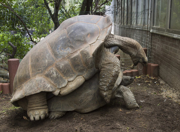 Two Aldabra giant tortoises mate at the Artis Zoo in Amsterdam August 10, 2011. [Xinhua/Reuters]