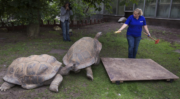 A zookeeper lures an Aldabra giant tortoise onto a scale at the Artis Zoo in Amsterdam August 10, 2011. The tortoises are weighed every two years to check their health