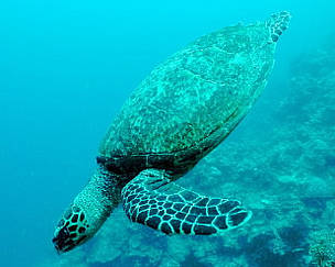 Large numbers of sick, and dead turtles found in the coast of Australia. [WWF]