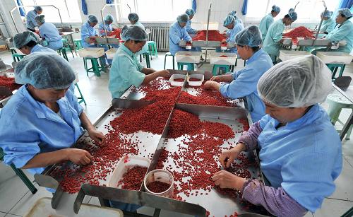 Chinese wolfberry harvest in Ningxia