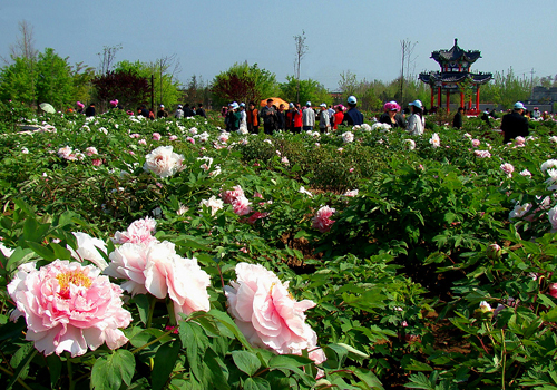 Heze, one of the 'Top 10 Chinese cities with best landscapes 2011' by China.org.cn.