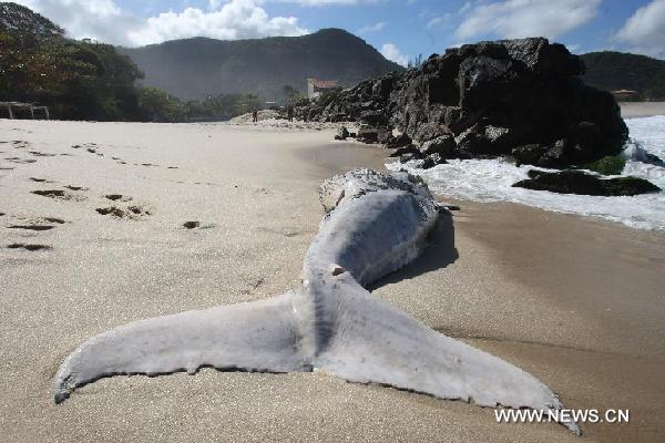 A whale about eight meters long is found dead on the beach Itaipuacu, in Marica, in the Lakes region, Brazil, on Aug. 11, 2011. [Xinhua/AGENCIA ESTADO] 