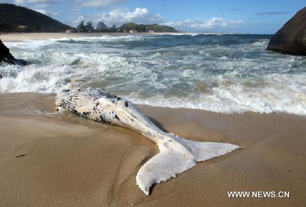 A whale about eight meters long is found dead on the beach Itaipuacu, in Marica, in the Lakes region, Brazil, on Aug. 11, 2011.