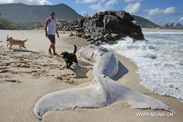 A man walks with his dogs beside a whale about eight meters long that is found dead on the beach Itaipuacu, in Marica, in the Lakes region, Brazil, on Aug. 11, 2011. [Xinhua/AGENCIA ESTADO] 