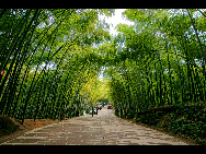 When you enter the bamboo sea in Southern Sichuan Province, you are surrounded by a green and luxuriant bamboo world. You can see 58 different kinds of bamboo. Once stepping into the sea of bamboo, you may feel a sense of tranquility. [冰城发烧/bbs.fengniao]