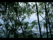 When you enter the bamboo sea in Southern Sichuan Province, you are surrounded by a green and luxuriant bamboo world. You can see 58 different kinds of bamboo. Once stepping into the sea of bamboo, you may feel a sense of tranquility. [冰城发烧/bbs.fengniao]