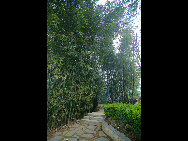 When you enter the bamboo sea in Southern Sichuan Province, you are surrounded by a green and luxuriant bamboo world. You can see 58 different kinds of bamboo. Once stepping into the sea of bamboo, you may feel a sense of tranquility. [冰城发烧/bbs.fengniao]