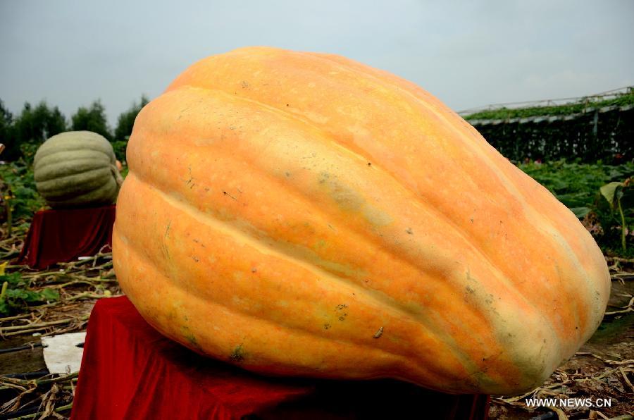 CHINA-CHANGCHUN-AGRICULTURAL FAIR (CN)