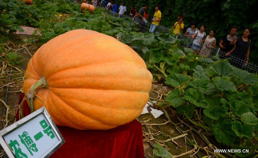 CHINA-CHANGCHUN-AGRICULTURAL FAIR (CN)