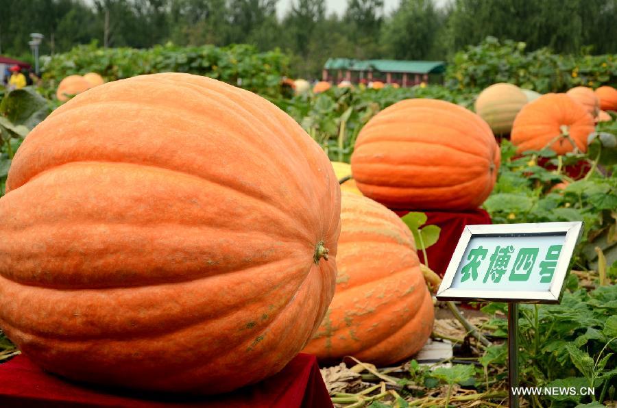 CHINA-CHANGCHUN-AGRICULTURAL FAIR (CN)