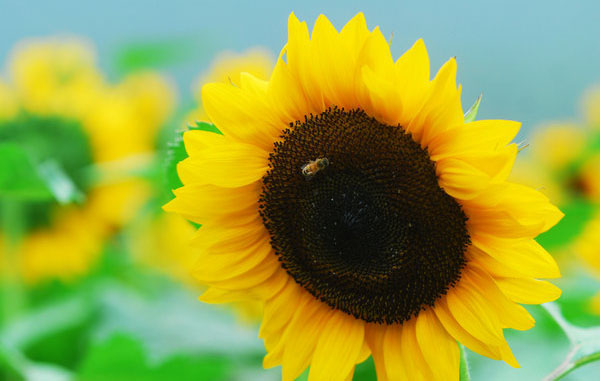 Amazing scenery of sunflowers