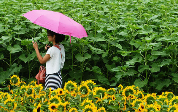 Amazing scenery of sunflowers