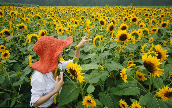 Amazing scenery of sunflowers
