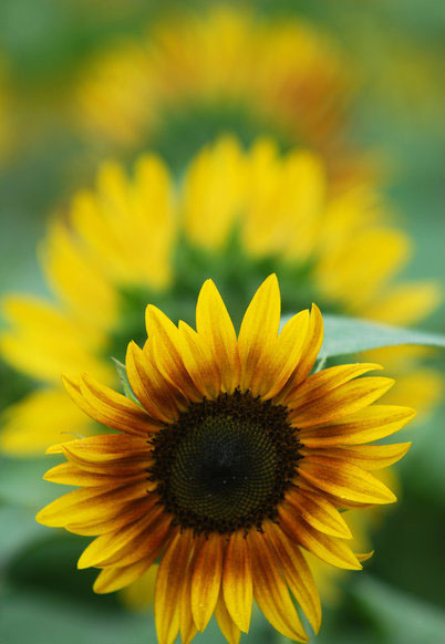 Amazing scenery of sunflowers