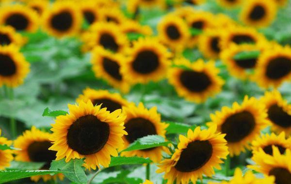 Amazing scenery of sunflowers