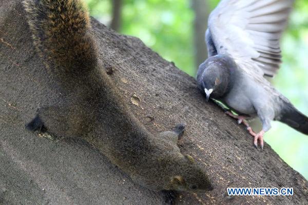 A red belly squirrel, also known as Callosciurus Erythraeus, climbs on a tree trunk with a pigeon in Taipei, southeast China&apos;s Taiwan, Aug. 14, 2011. [Xinhua] 