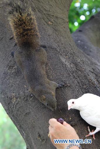 A red belly squirrel, also known as Callosciurus Erythraeus, climbs on a tree trunk in Taipei, southeast China&apos;s Taiwan, Aug. 14, 2011. 